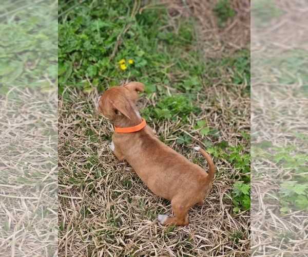 Medium Photo #4 Boston Huahua Puppy For Sale in Wakefield, RI, USA