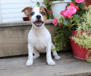 Jack Russell Terrier Puppy for sale in SHILOH, OH, USA