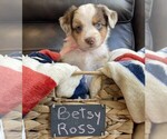 Small Photo #36 Miniature Australian Shepherd Puppy For Sale in BONNERS FERRY, ID, USA