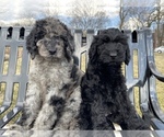 Small Photo #21 Goldendoodle-Poodle (Standard) Mix Puppy For Sale in DETROIT, MI, USA