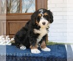 Small #2 Bernedoodle (Miniature)