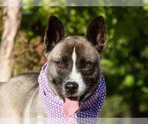American Pit Bull Terrier-Australian Cattle Dog Mix Dogs for adoption in San Andreas, CA, USA