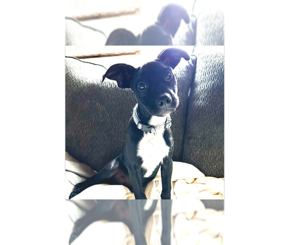 Medium Photo #4 Boston Terrier-Unknown Mix Puppy For Sale in Brewster, NY, USA