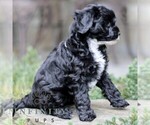 Small #3 Cavapoo (Miniature)
