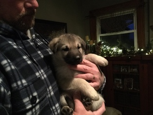 German Shepherd Dog-Wolf Hybrid Mix Puppy for sale in AINSWORTH, IA, USA