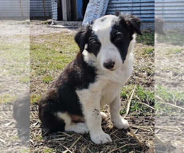 Medium Photo #1 Border Collie Puppy For Sale in NORBORNE, MO, USA