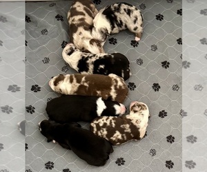 Australian Shepherd Litter for sale in SALISBURY, NC, USA
