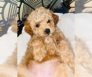 Poodle (Toy) Puppy for sale in GRETNA, LA, USA