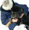Small Photo #6 Tibetan Mastiff Puppy For Sale in BLOOMER, WI, USA