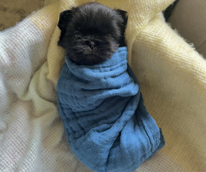Shih Tzu Puppy for sale in VANCOUVER, WA, USA