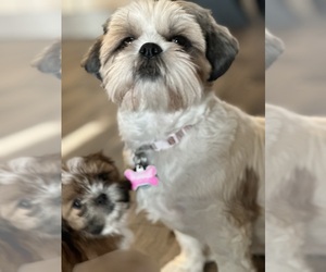 Mother of the Shih Tzu puppies born on 06/21/2025