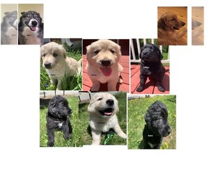 Goberian Puppy for sale in BOULDER, CO, USA
