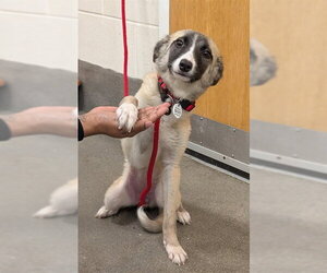 Siberian Husky-Unknown Mix Dogs for adoption in Forestville, MD, USA