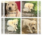 Puppy Purple Girl Golden Retriever