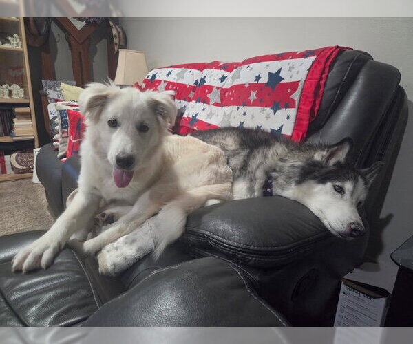Medium Photo #4 Great Pyrenees Puppy For Sale in MIDWAY, UT, USA