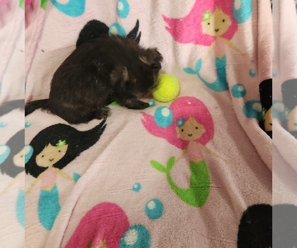 Medium Photo #4 Shorkie Tzu-Zuchon Mix Puppy For Sale in COWARD, SC, USA