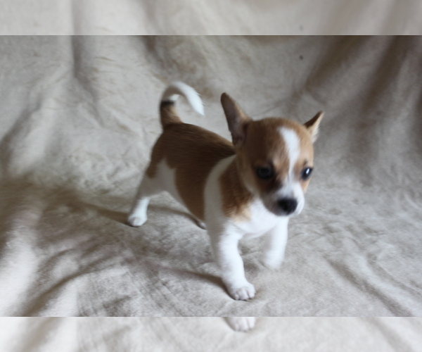 Medium Photo #2 Chihuahua Puppy For Sale in HUDSONVILLE, MI, USA