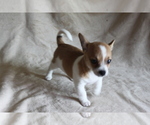 Small #1 Chihuahua