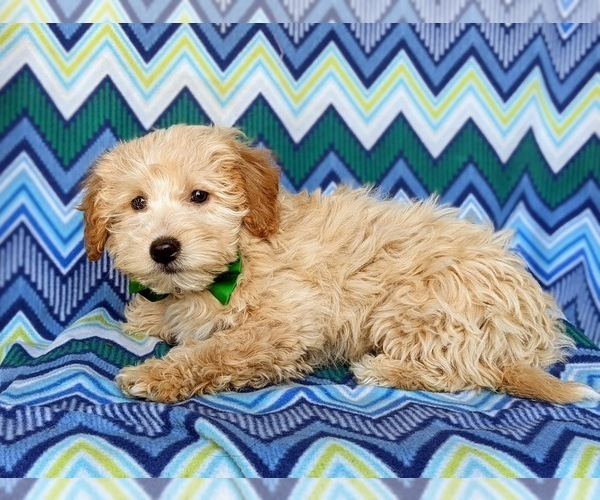 Medium Photo #2 Labradoodle Puppy For Sale in KIRKWOOD, PA, USA