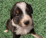 Puppy Dolly Madison Australian Shepherd