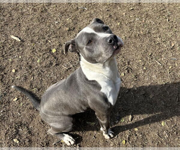 Medium Photo #4 American Pit Bull Terrier-Unknown Mix Puppy For Sale in Anniston, AL, USA