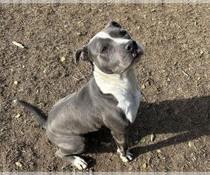 Toby - Male American Pit Bull Terrier-Unknown Mix Dog for Adoption - Photo #4