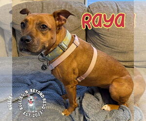 Raya - Female Boxer-Unknown Mix Dog for Adoption - Photo #6