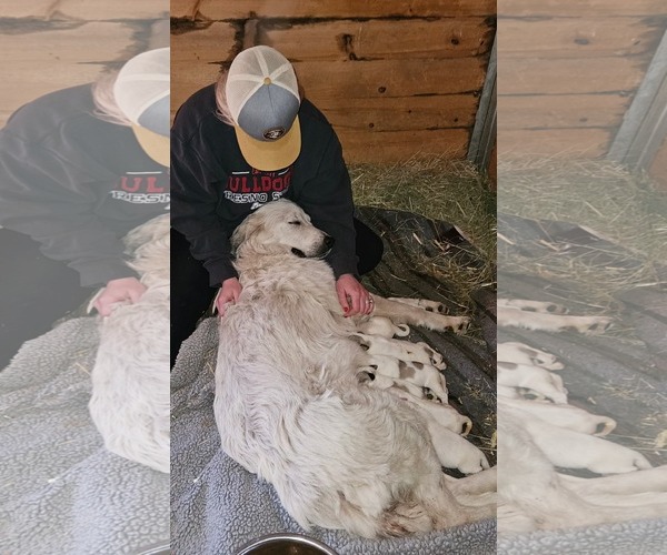 Medium Photo #2 Great Pyrenees Puppy For Sale in Missoula, MT, USA