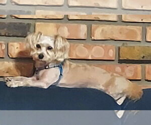 TEDDY - Male Maltese-Unknown Mix Dog for Adoption - Photo #7