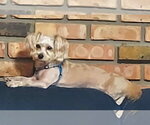 Small Photo #7 Maltese-Unknown Mix Puppy For Sale in Westmont, IL, USA