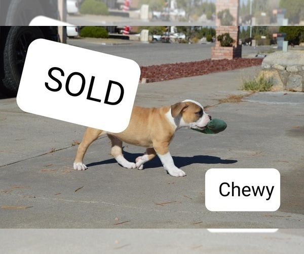 Medium Photo #4 American Bulldog Puppy For Sale in EL PASO, TX, USA