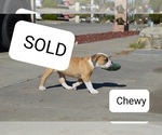 Small Photo #4 American Bulldog Puppy For Sale in EL PASO, TX, USA