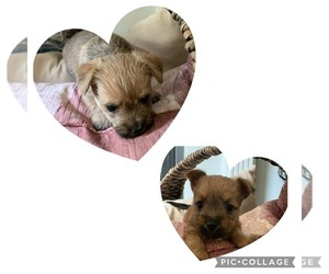 Morkie Puppy for sale in ASHEVILLE, NC, USA