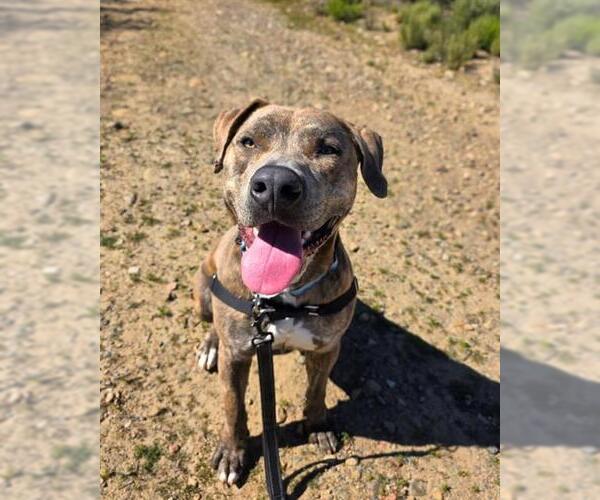 Medium Photo #2 Mutt Puppy For Sale in Chula Vista, CA, USA