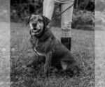 Small #4 Labrador Retriever-Mountain Cur Mix