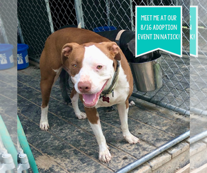 American Pit Bull Terrier-Unknown Mix Dogs for adoption in Boston, MA, USA