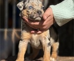 Puppy 4 Catahoula Leopard Dog