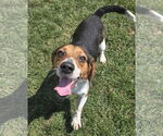 Small #4 Beagle