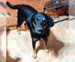 Angel - Female Rotterman Dog for Adoption - Small photo