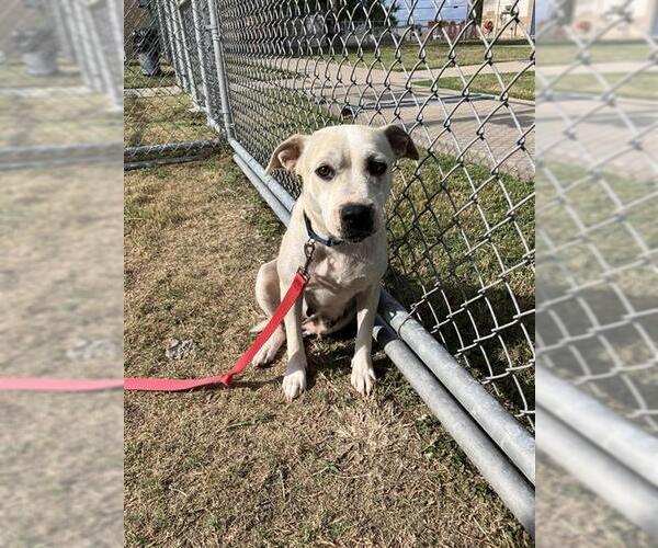 Medium Photo #2 American Pit Bull Terrier-Unknown Mix Puppy For Sale in Corpus Christi, TX, USA