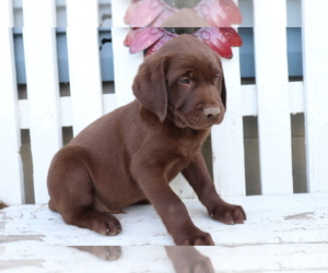 Labrador Retriever Puppy for sale in SHILOH, OH, USA