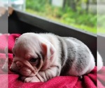 Puppy Sara Bulldog