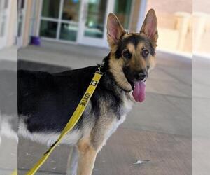 German Shepherd Dog-Unknown Mix Dogs for adoption in Las Vegas, NV, USA