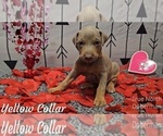 Puppy YELLOW COLLAR Doberman Pinscher