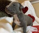 Small Photo #6 American Bully Puppy For Sale in OCALA, FL, USA
