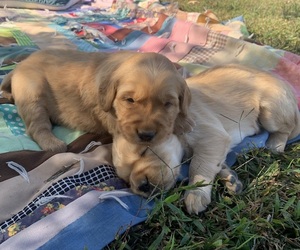 Golden Retriever Puppy for Sale in CLEVER, Missouri USA