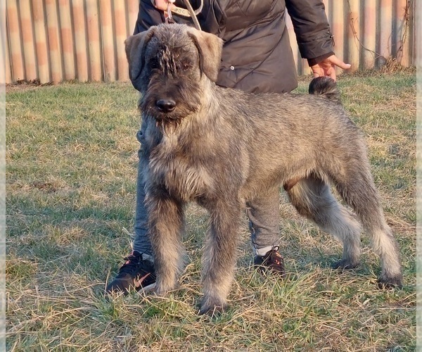Medium Photo #2 Schnauzer (Giant) Puppy For Sale in Hatvan, Heves, Hungary