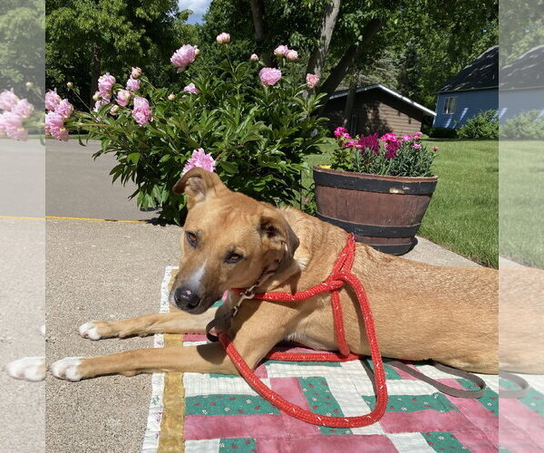 Medium Photo #25 Mutt Puppy For Sale in Fargo, ND, USA