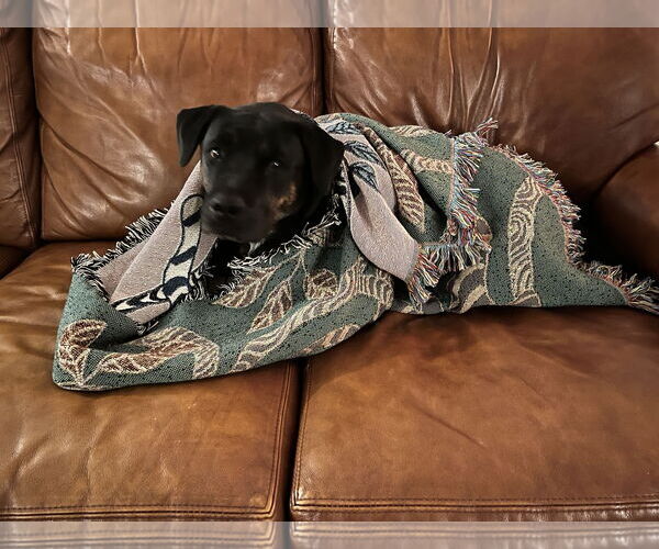 Medium Photo #4 English Bullweiler Puppy For Sale in Miami, FL, USA