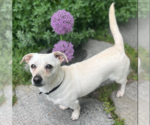 Small #4 Chihuahua Mix